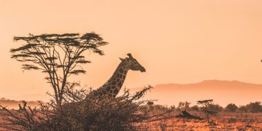 NAIROBI: na safari do Kene s letenkami z Viedne za skvelých 374€ (batožina v cene!)